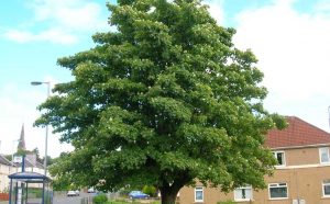 Common Trees of Britain